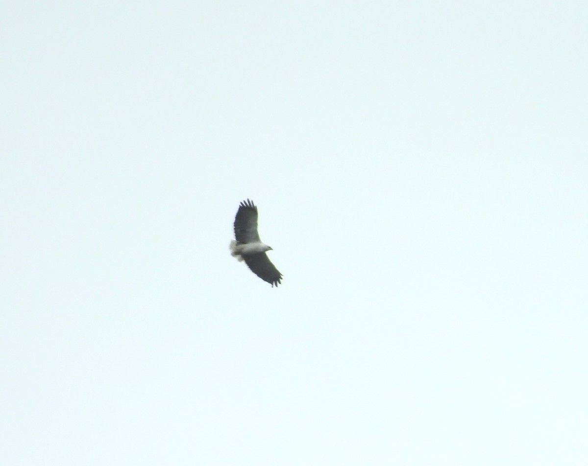 Mantled Hawk - ML643846815