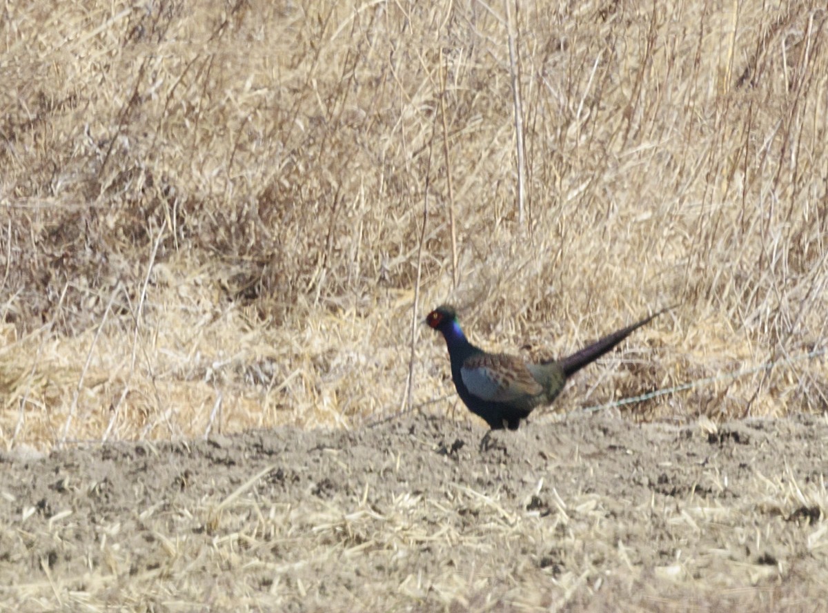 Green Pheasant - ML643846816
