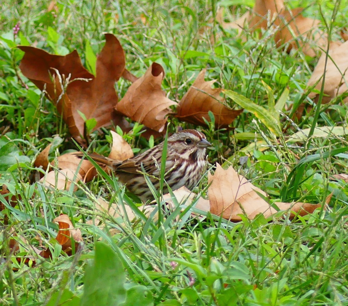 Певчая овсянка - ML643846824