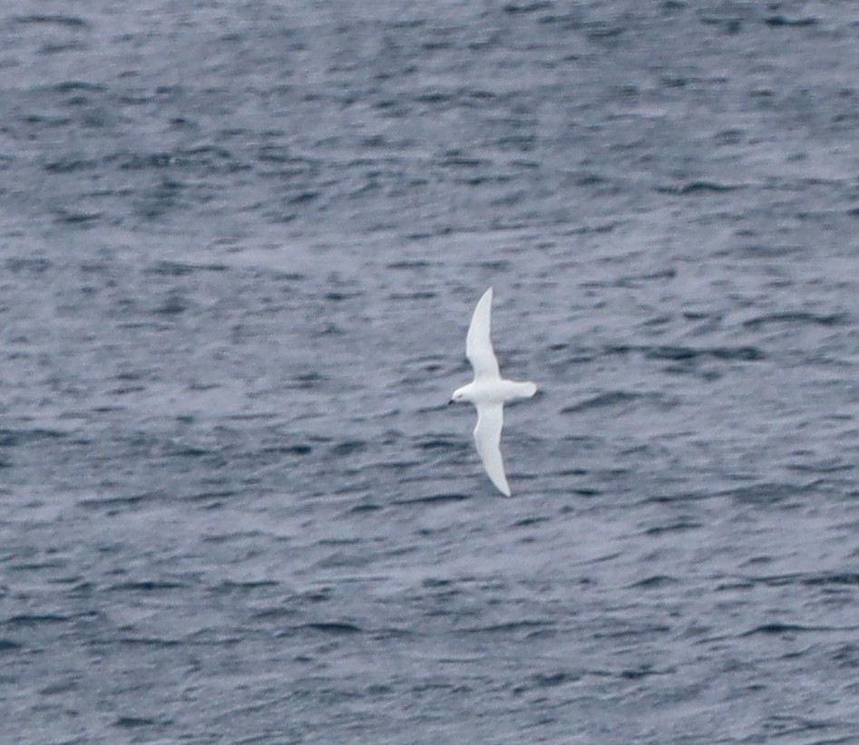 Snow Petrel - ML643846829