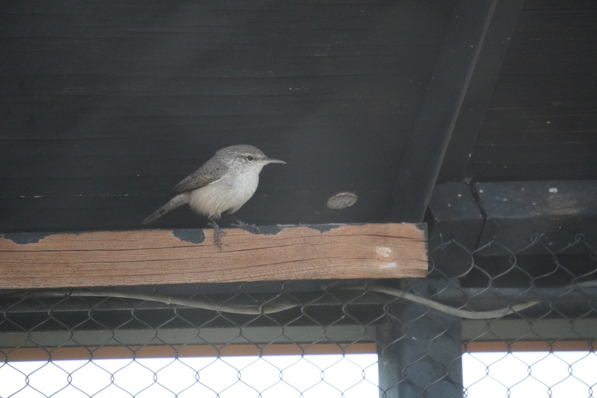 Rock Wren - ML643846846