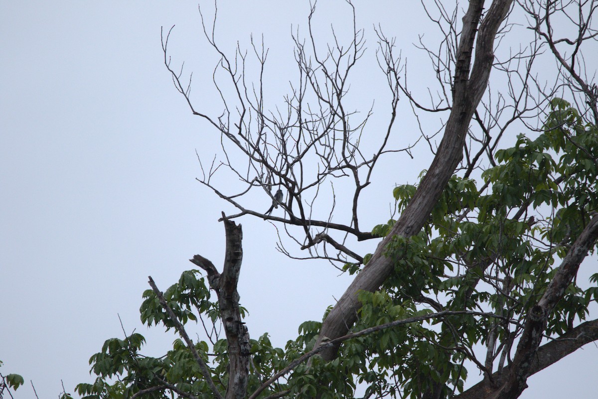 Moustached Treeswift - ML643846847