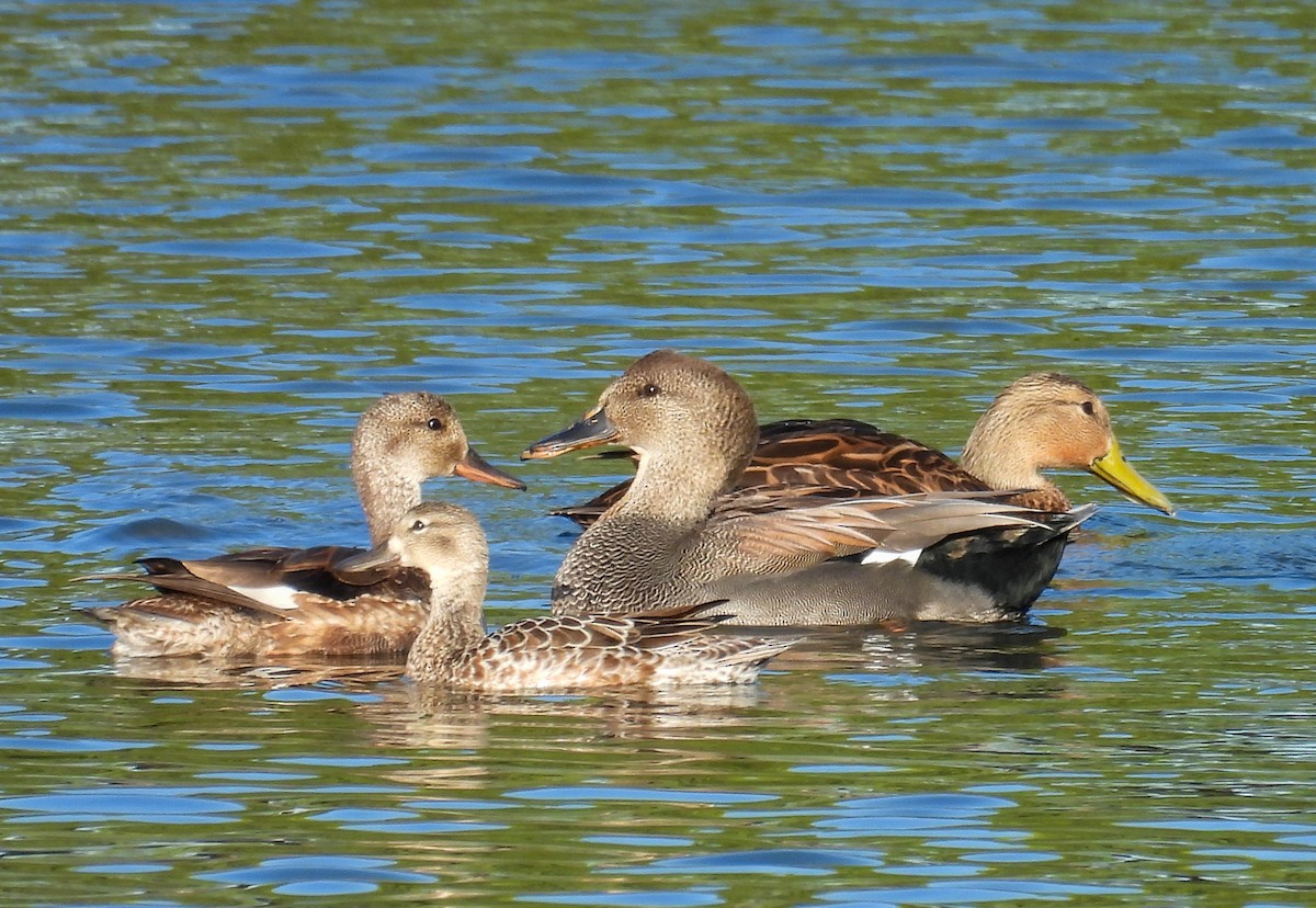 Canard chipeau - ML643846850