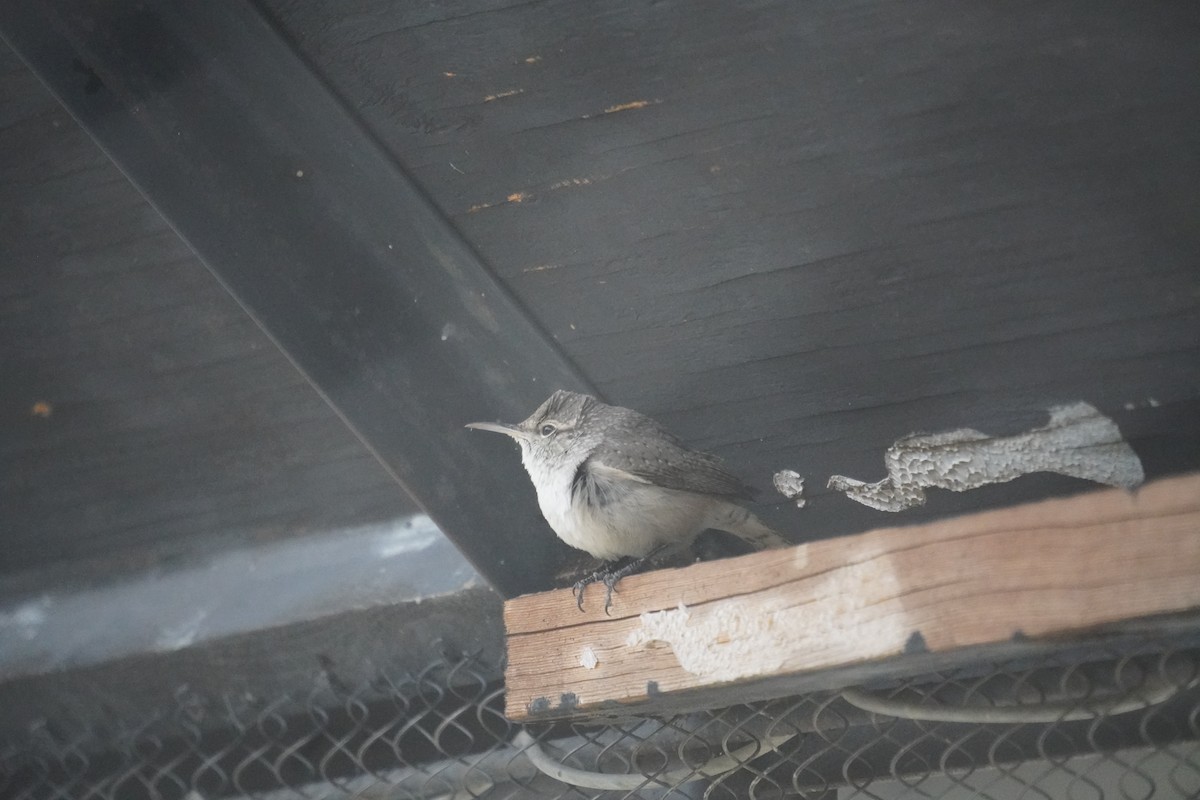 Rock Wren - ML643846861