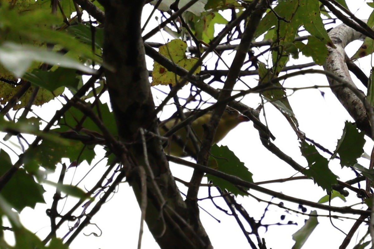 Scarlet Tanager - ML643846874