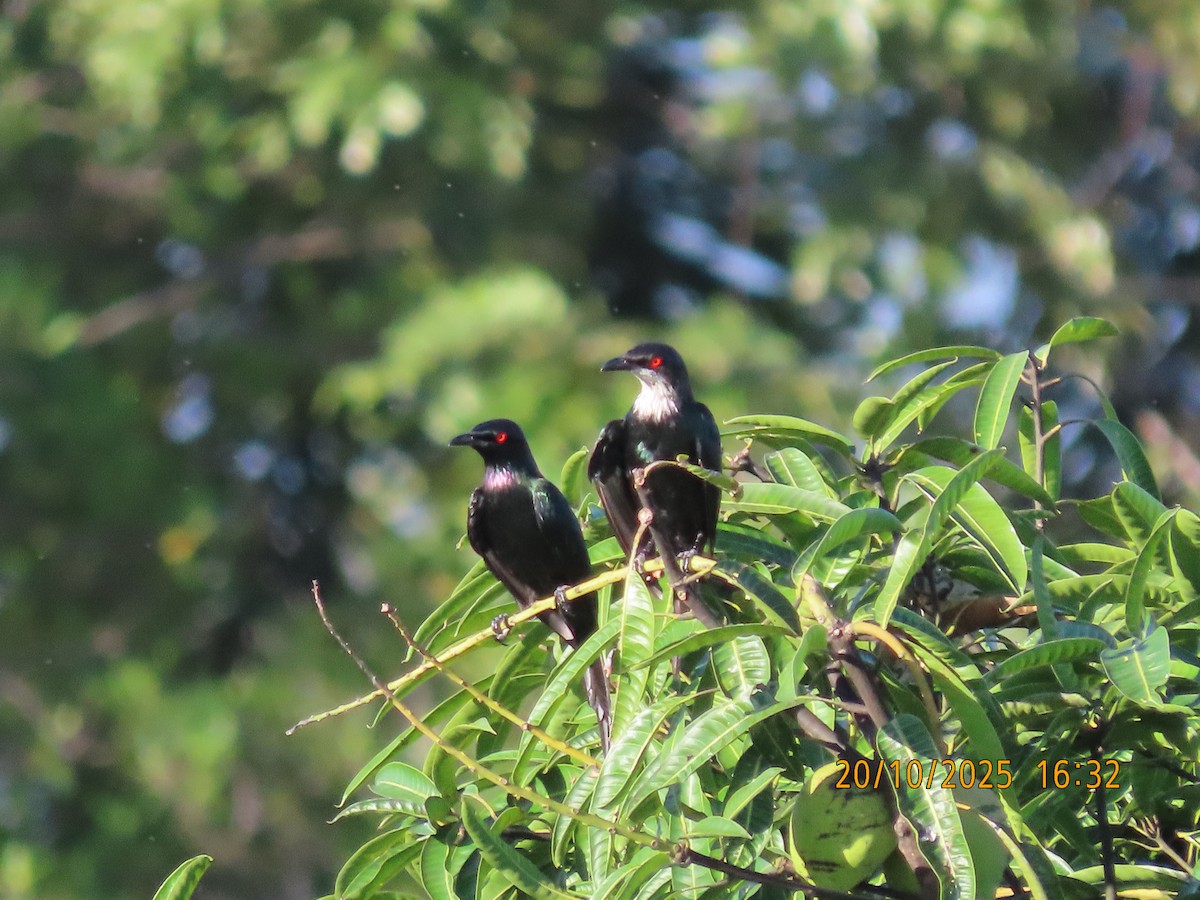 Metallic Starling - ML643846876