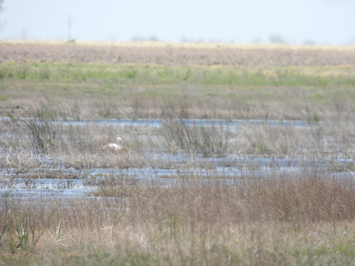 Coscoroba Swan - ML643846880