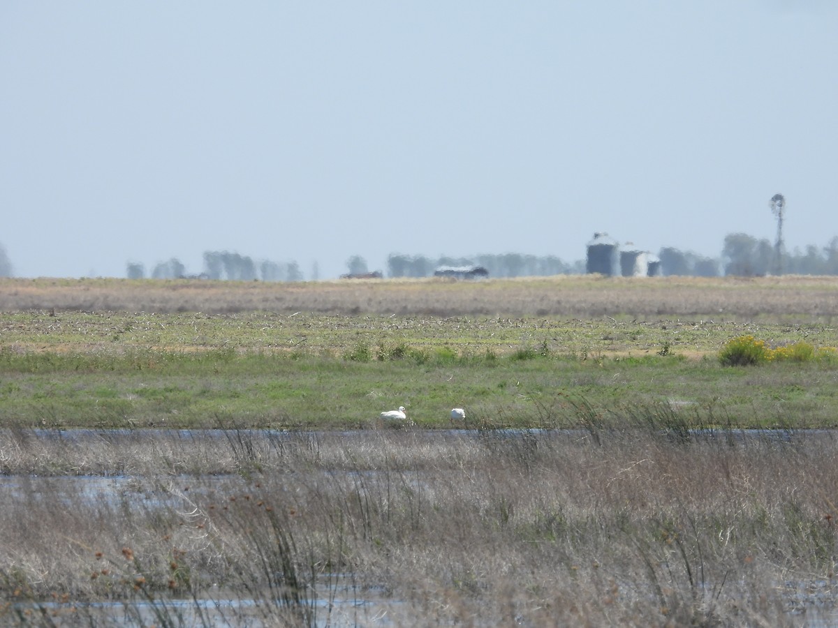 Coscoroba Swan - ML643846881