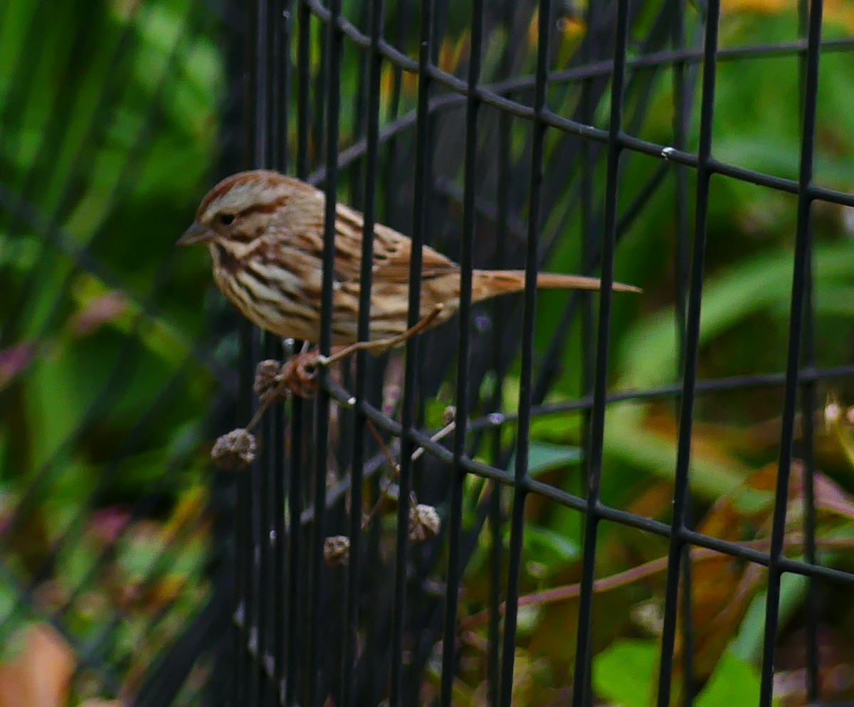 Певчая овсянка - ML643846887