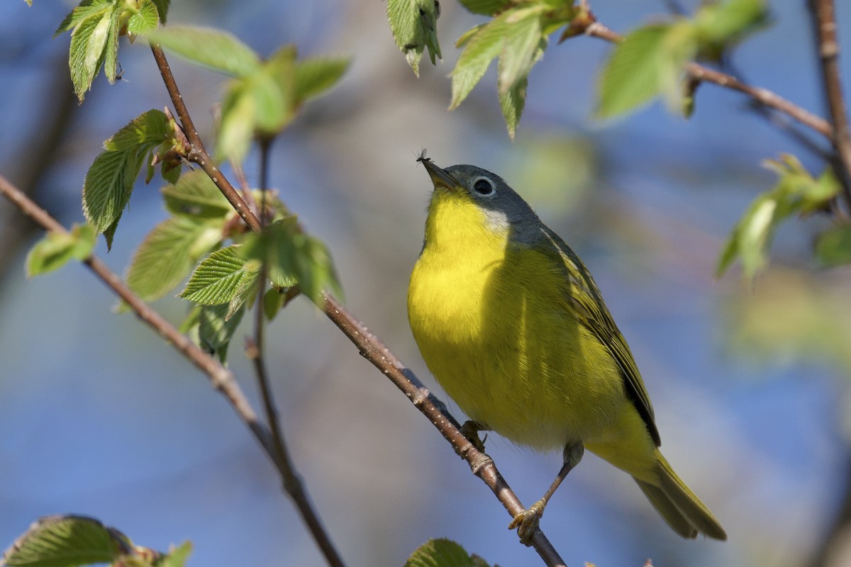 Nashville Warbler - ML643846892