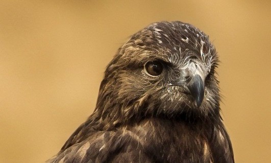 Тарлан сар - ML643846897