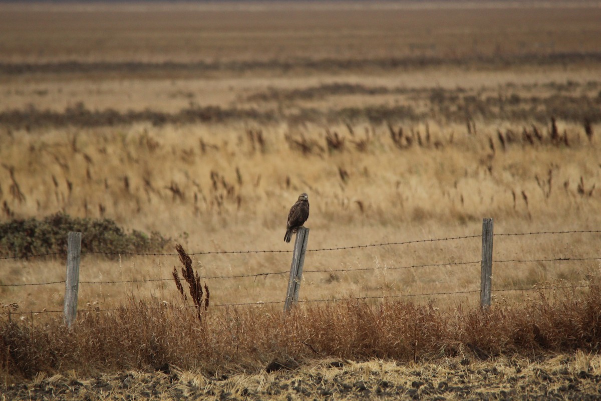 Тарлан сар - ML643846899