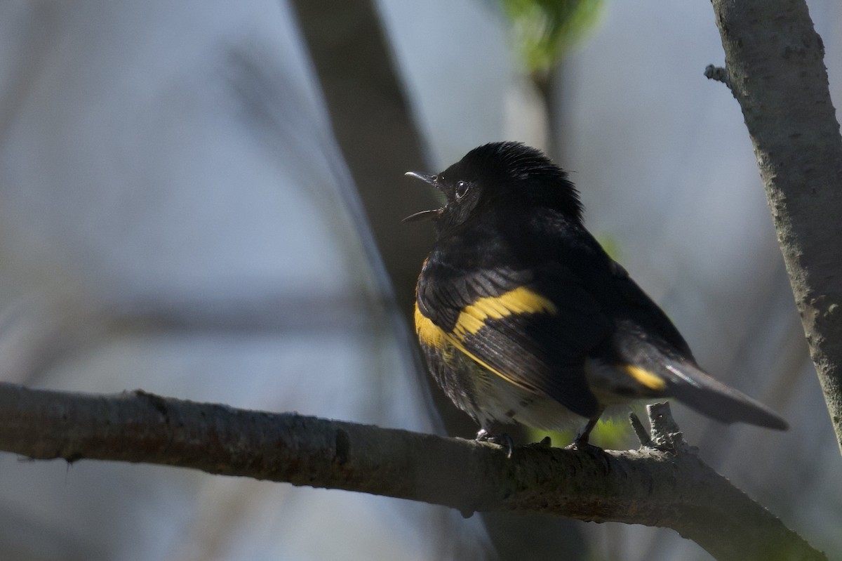 American Redstart - ML643846910