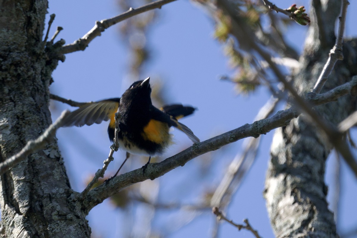American Redstart - ML643846911