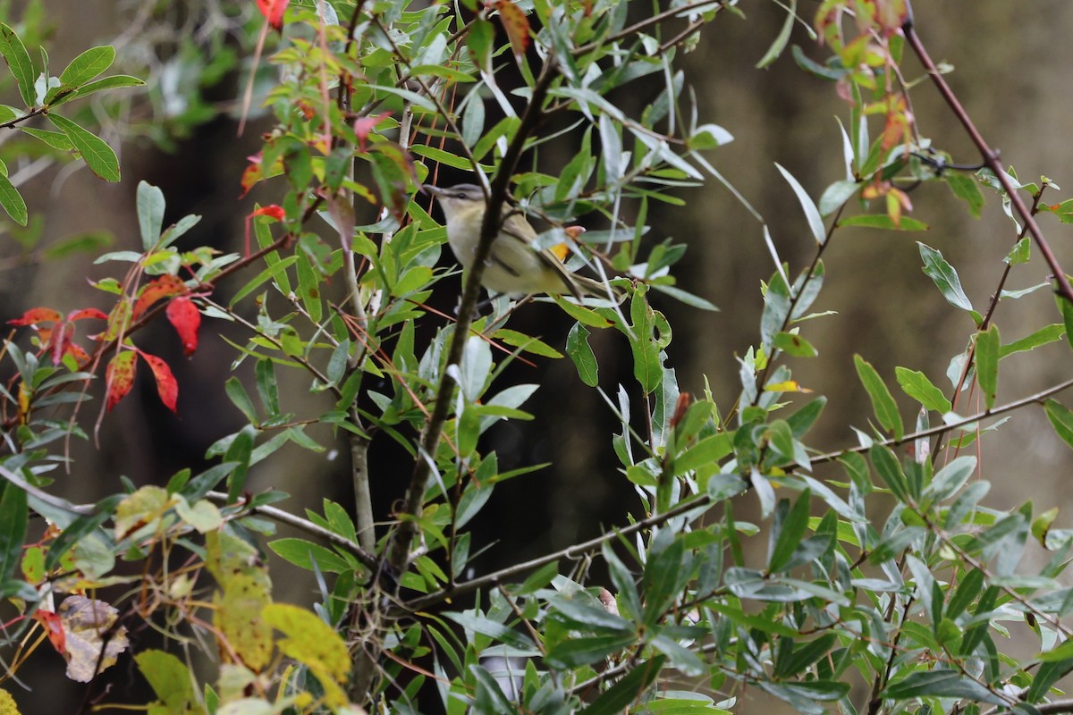 Rotaugenvireo - ML643846913