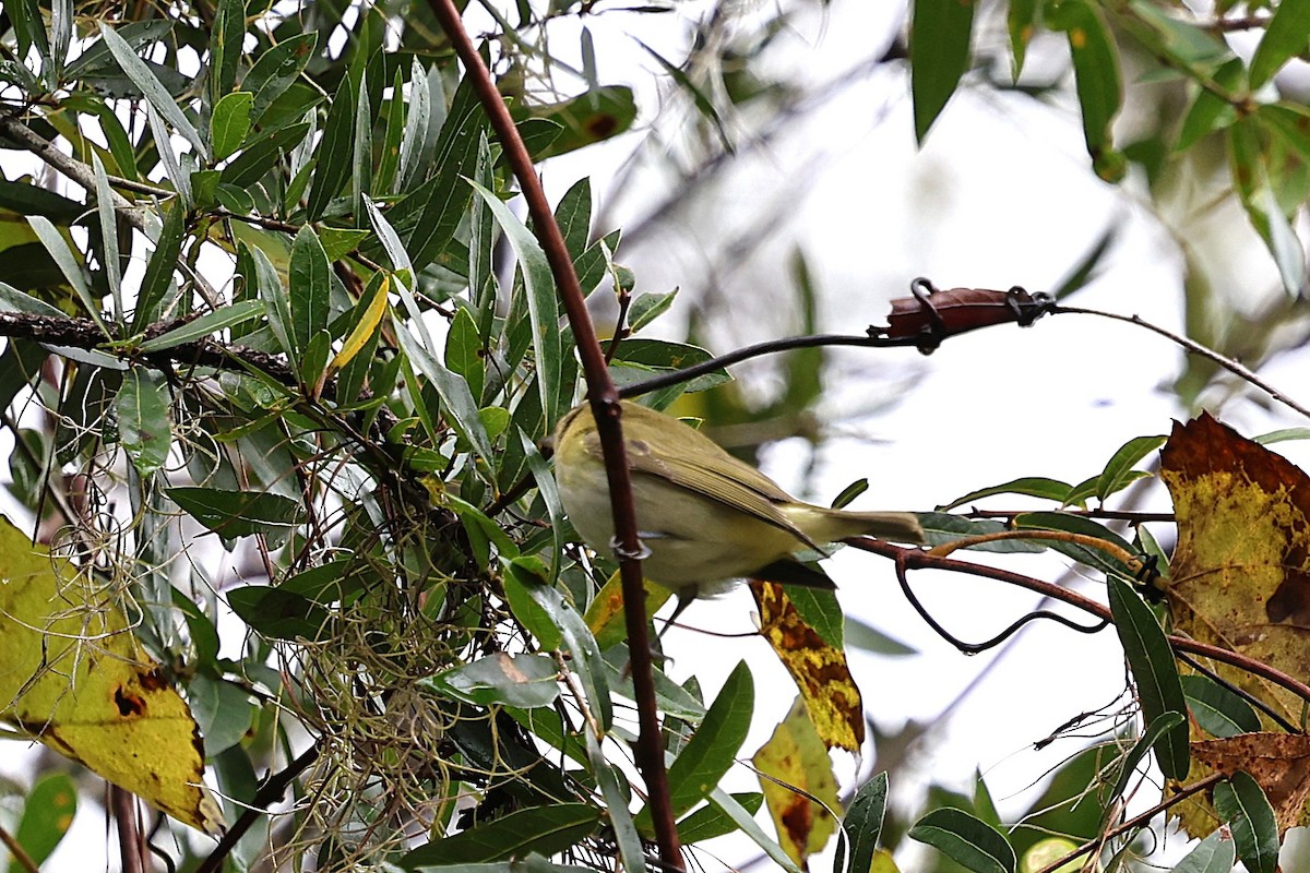 Rotaugenvireo - ML643846933