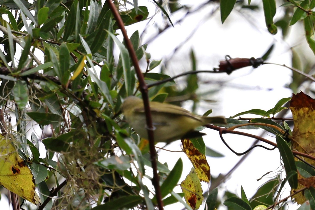 Rotaugenvireo - ML643846934