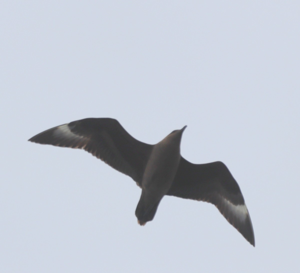 Brown Skua - ML643846942
