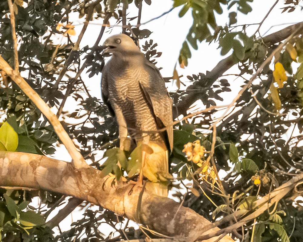 Crane Hawk - ML643846945