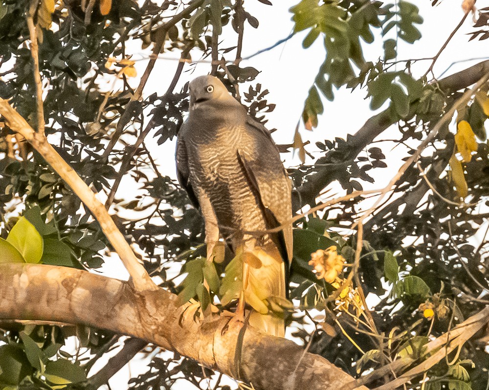 Crane Hawk - ML643846946