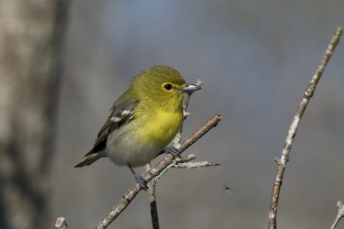 Yellow-throated Vireo - ML643846947