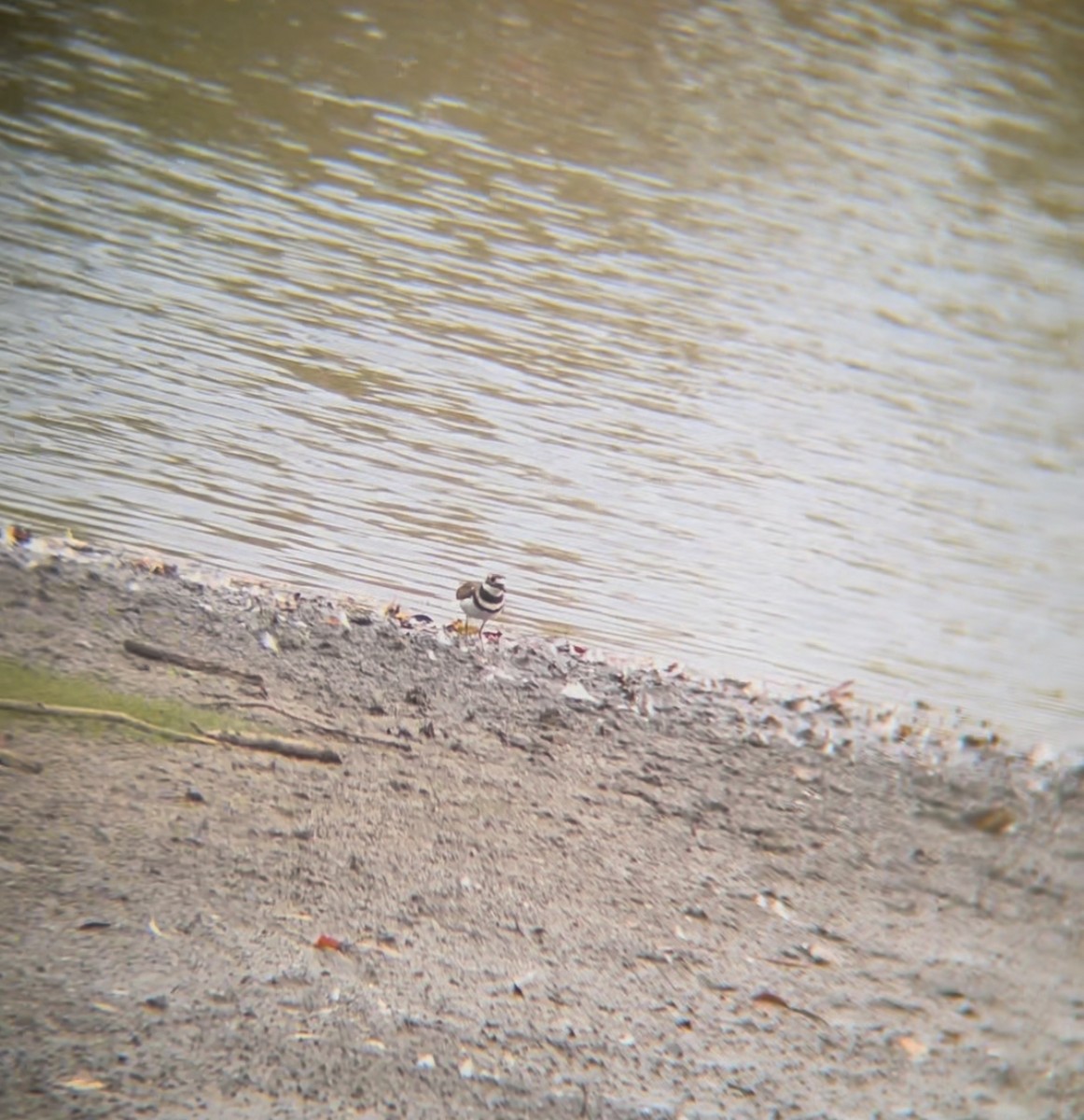 Pluvier kildir - ML643846953