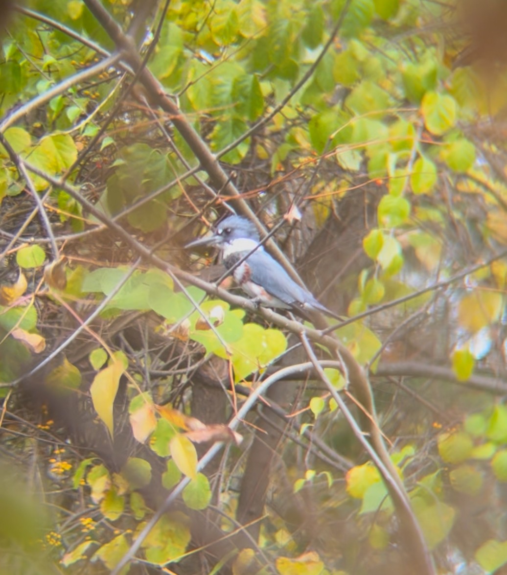 Martin-pêcheur d'Amérique - ML643846963