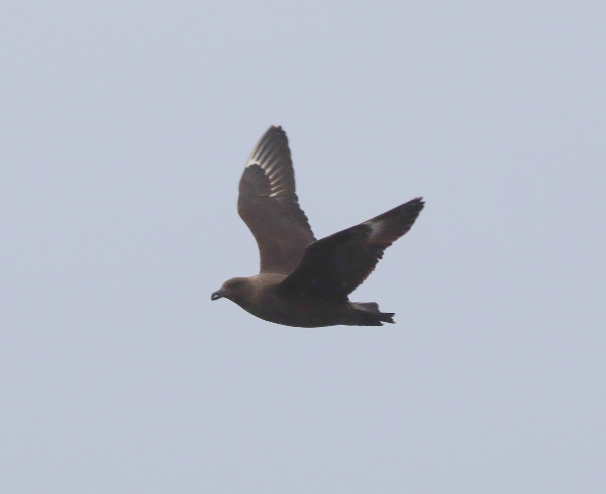 Brown Skua - ML643846969