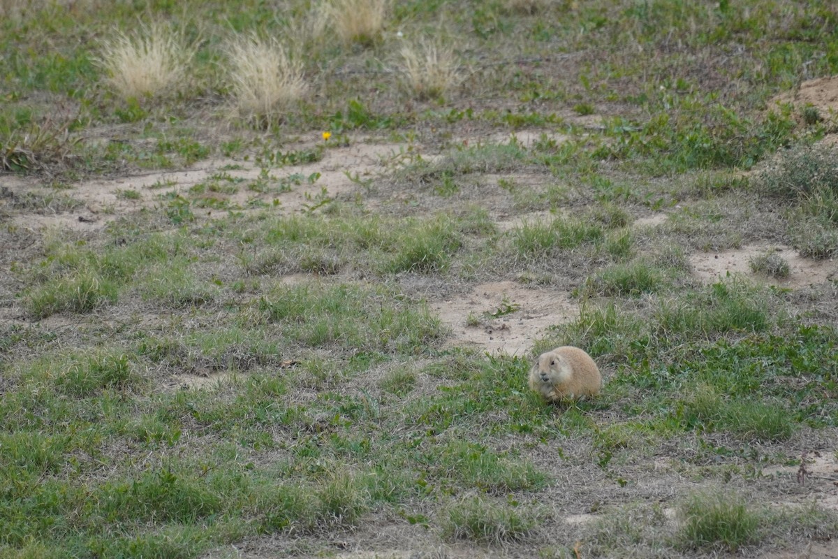 Gunnison's Prairie Dog - ML643846979