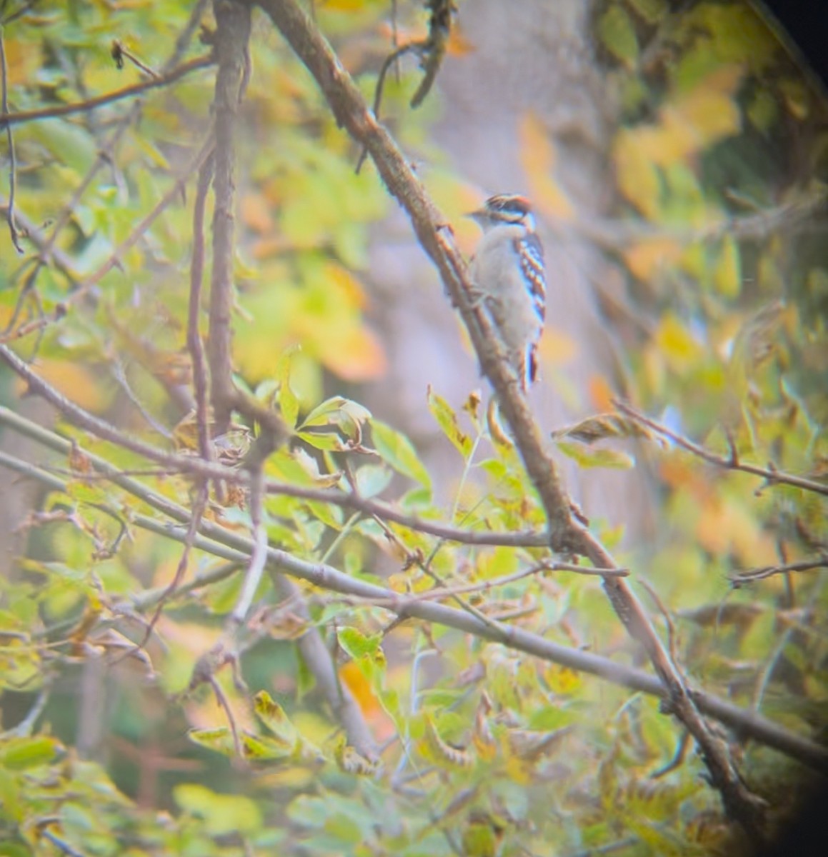 Pic mineur - ML643846980