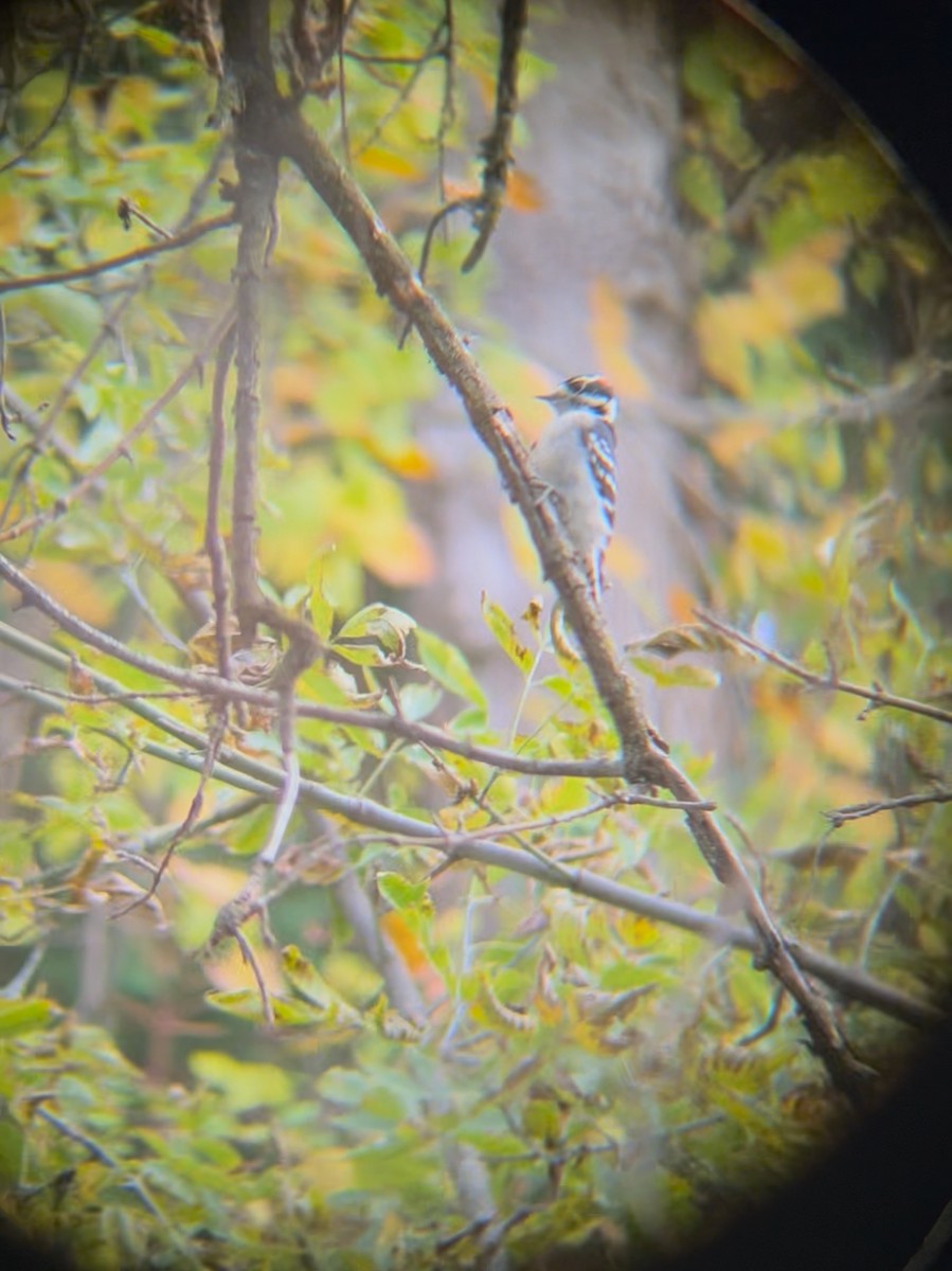 Pic mineur - ML643846988