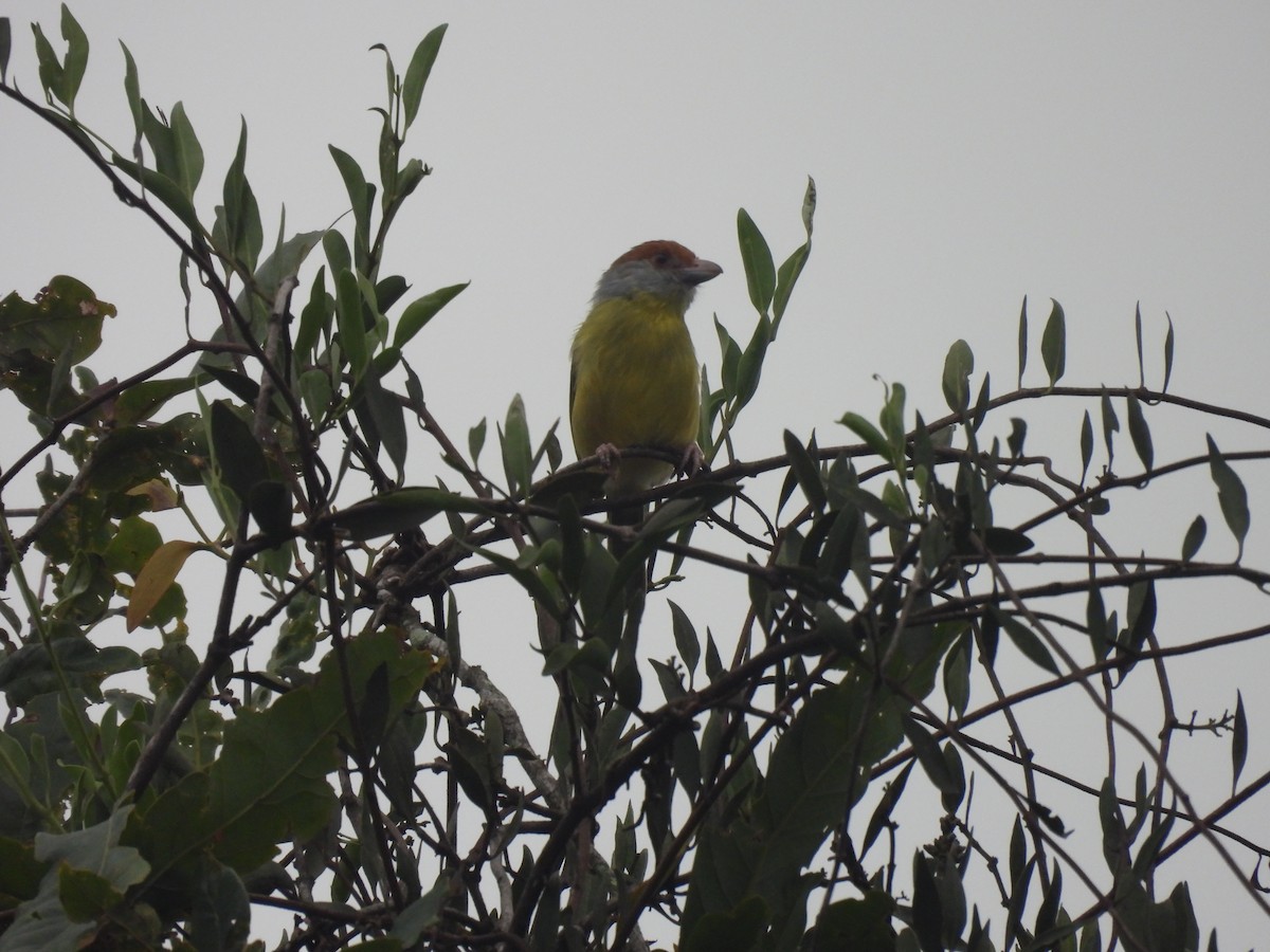 Rufous-browed Peppershrike - ML643847007