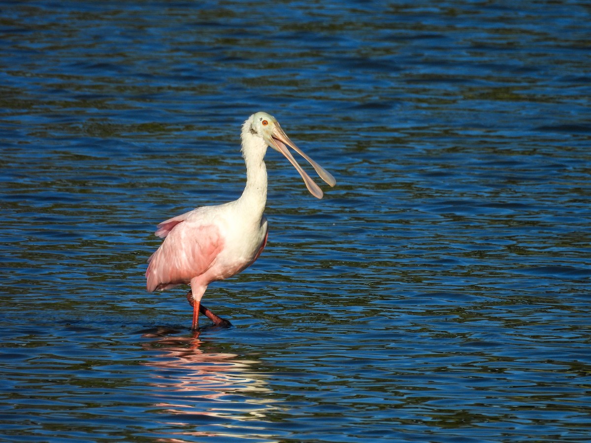 Espátula Rosada - ML643847010