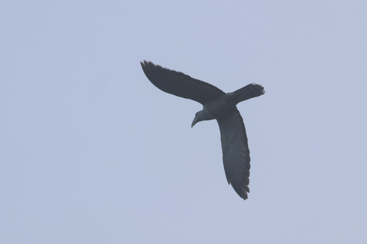 Channel-billed Cuckoo - ML643847015