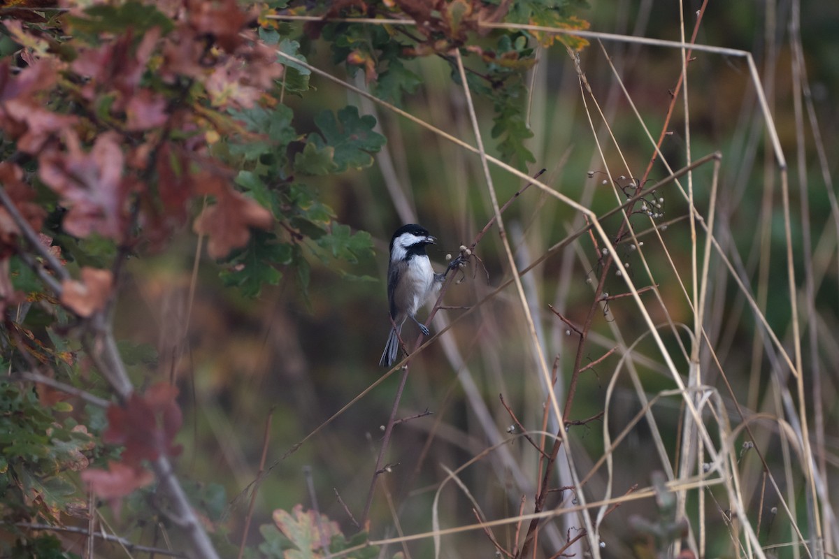 Black-capped Chickadee - ML643847018