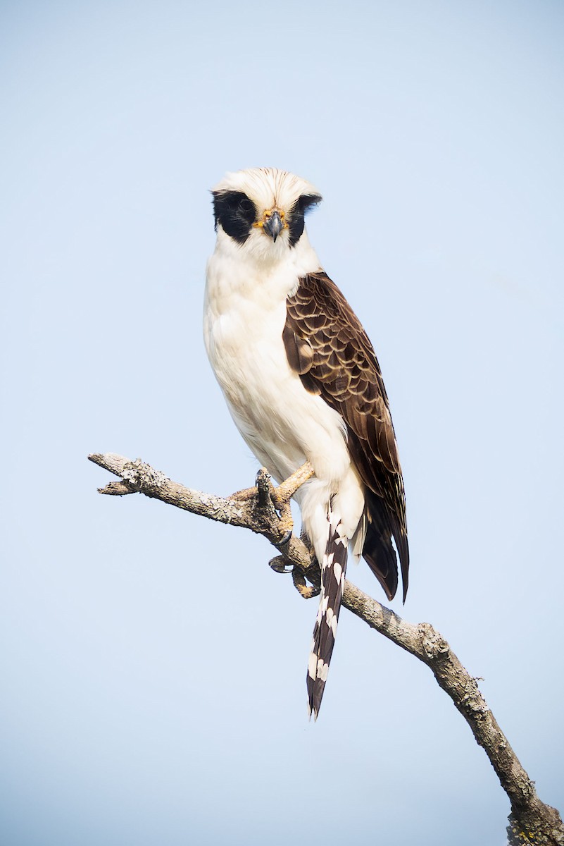 Laughing Falcon - ML643847021