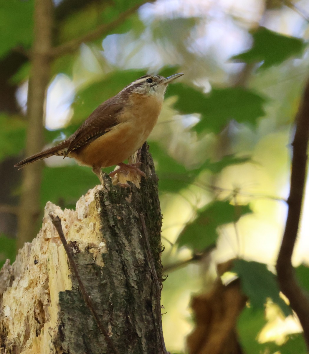 Carolina Wren - ML643847027