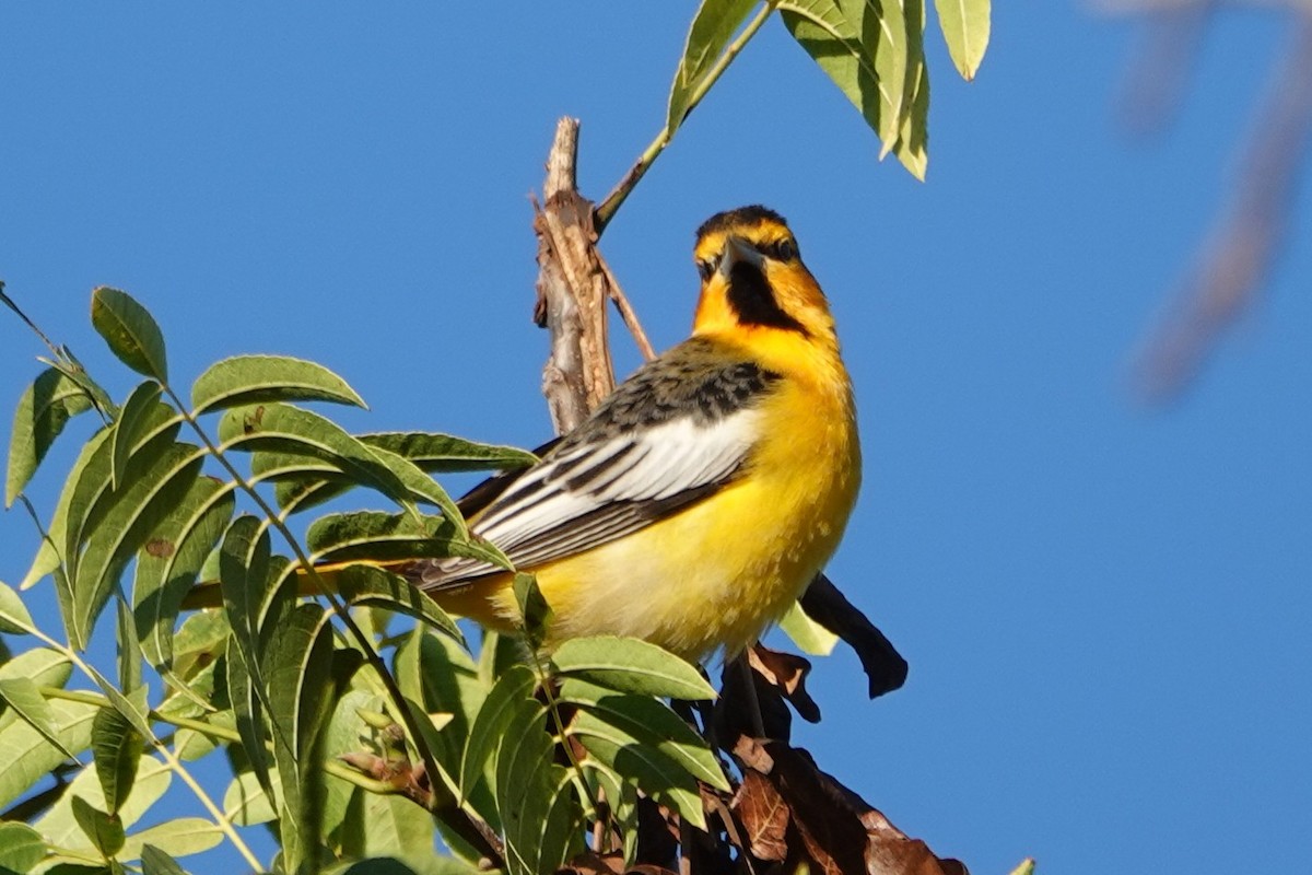Bullock's Oriole - ML643847041