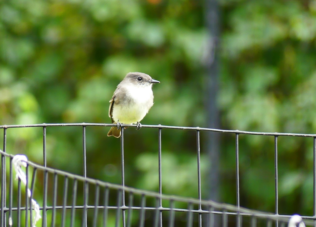 Светлобрюхий фиби - ML643847043