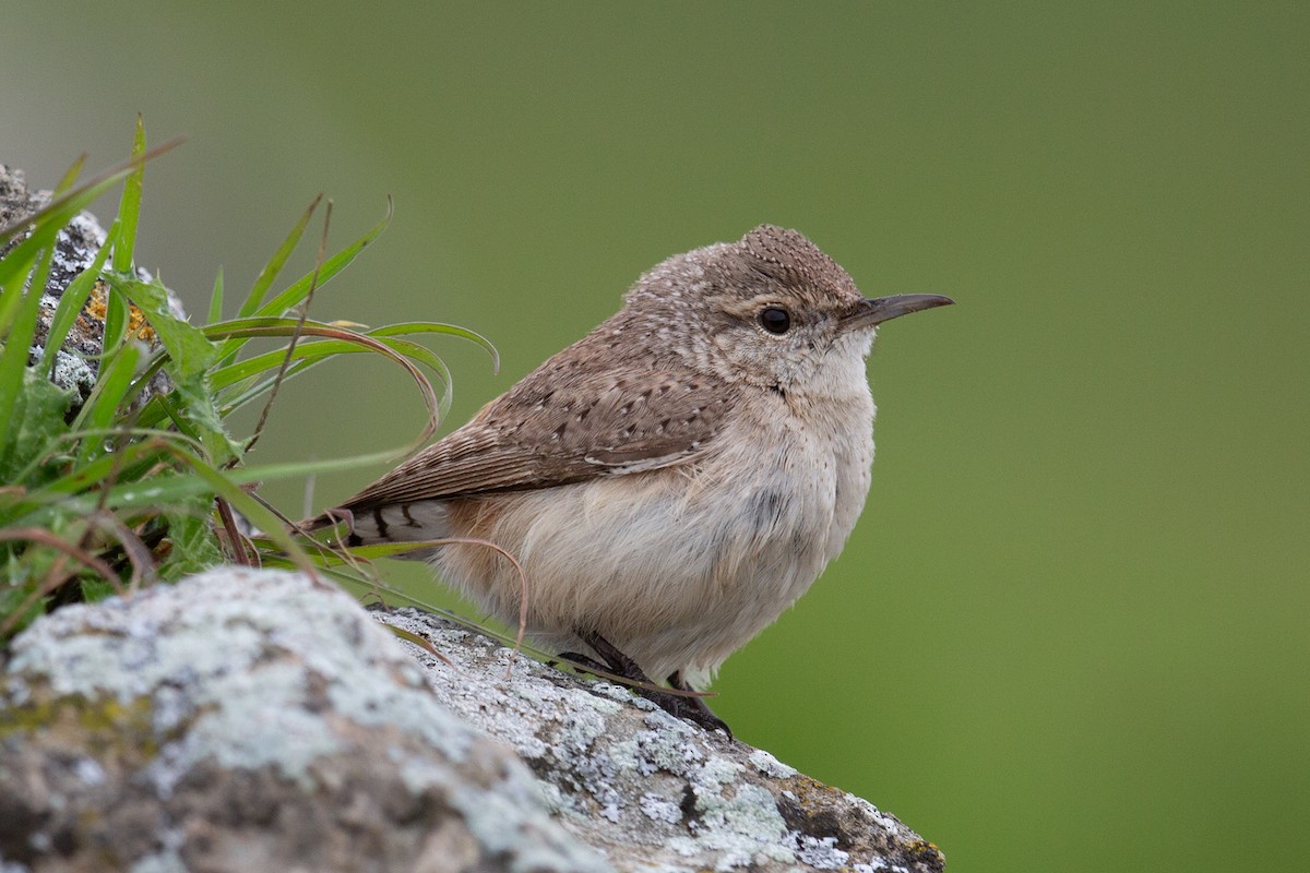 Rock Wren - ML643847044