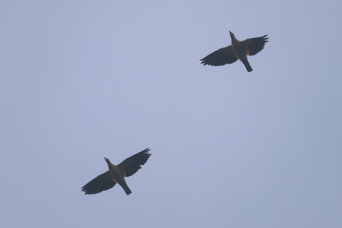 Yellowish Imperial-Pigeon - ML643847048