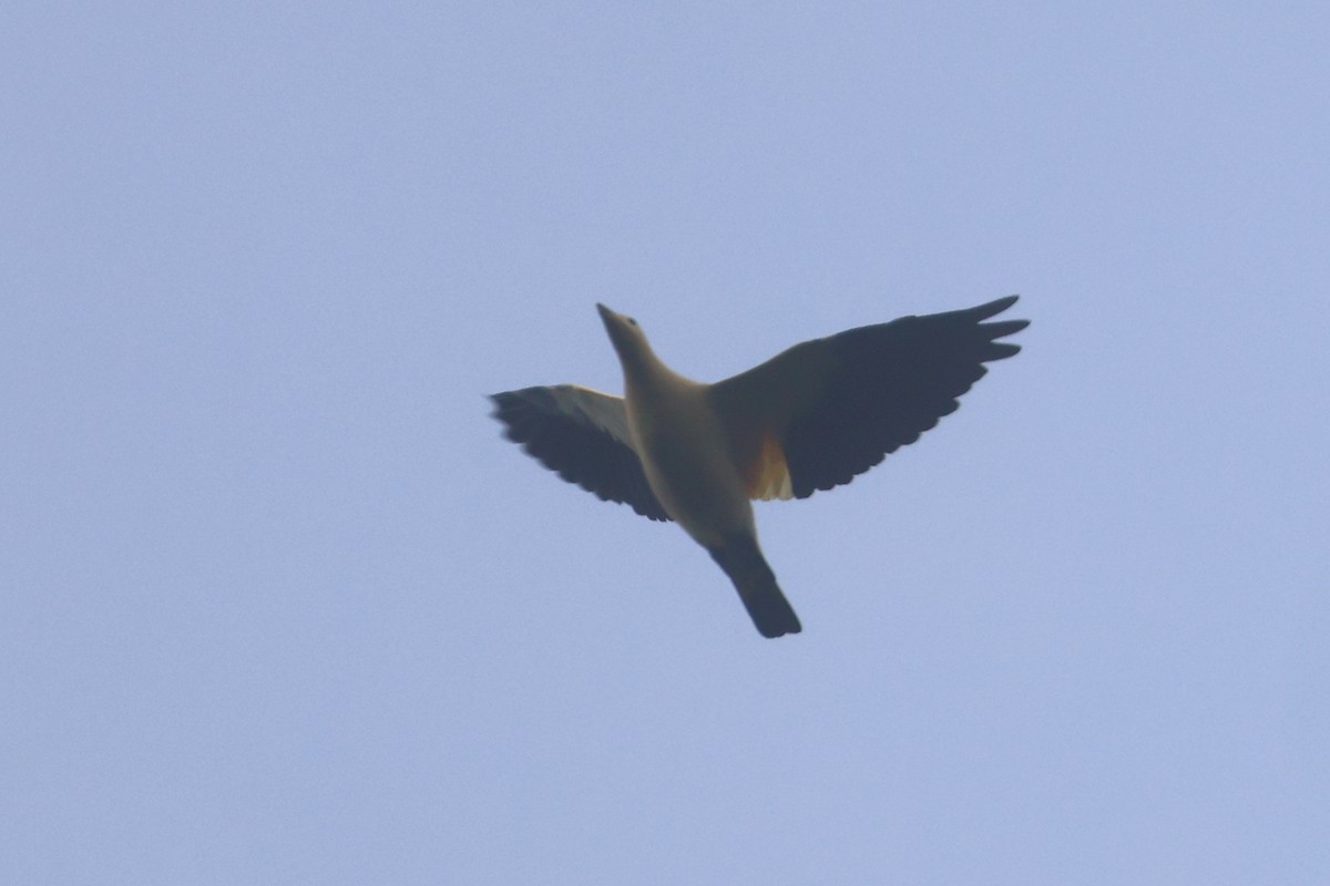 Yellowish Imperial-Pigeon - ML643847049