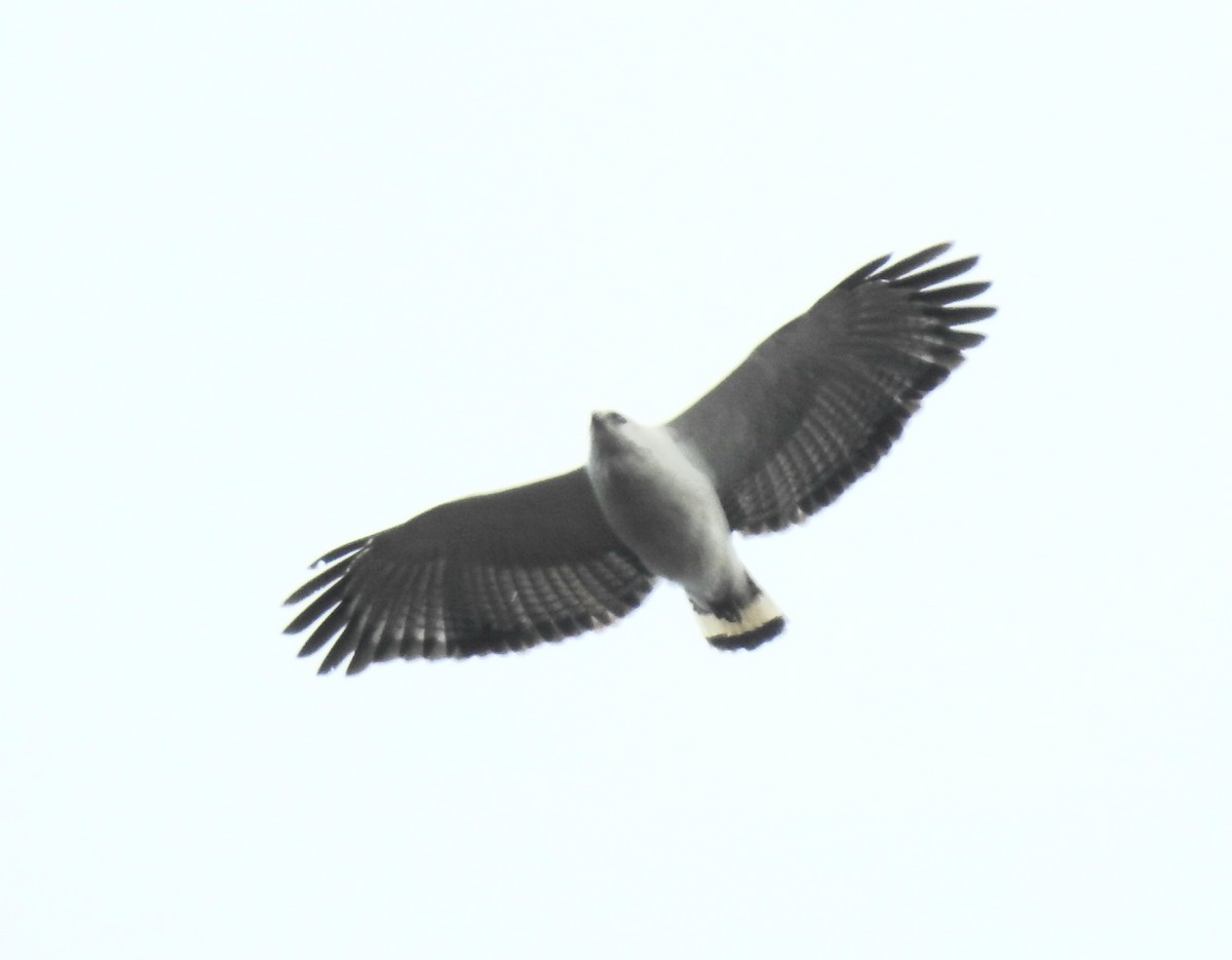 White-necked Hawk - ML643847064