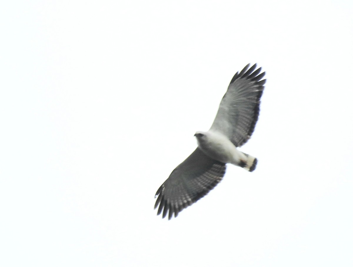 White-necked Hawk - ML643847065