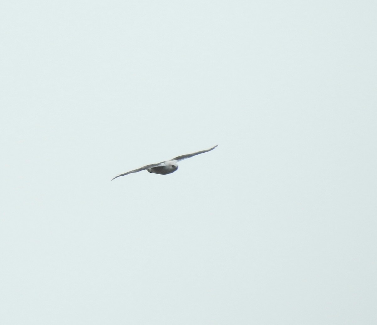 White-necked Hawk - ML643847066