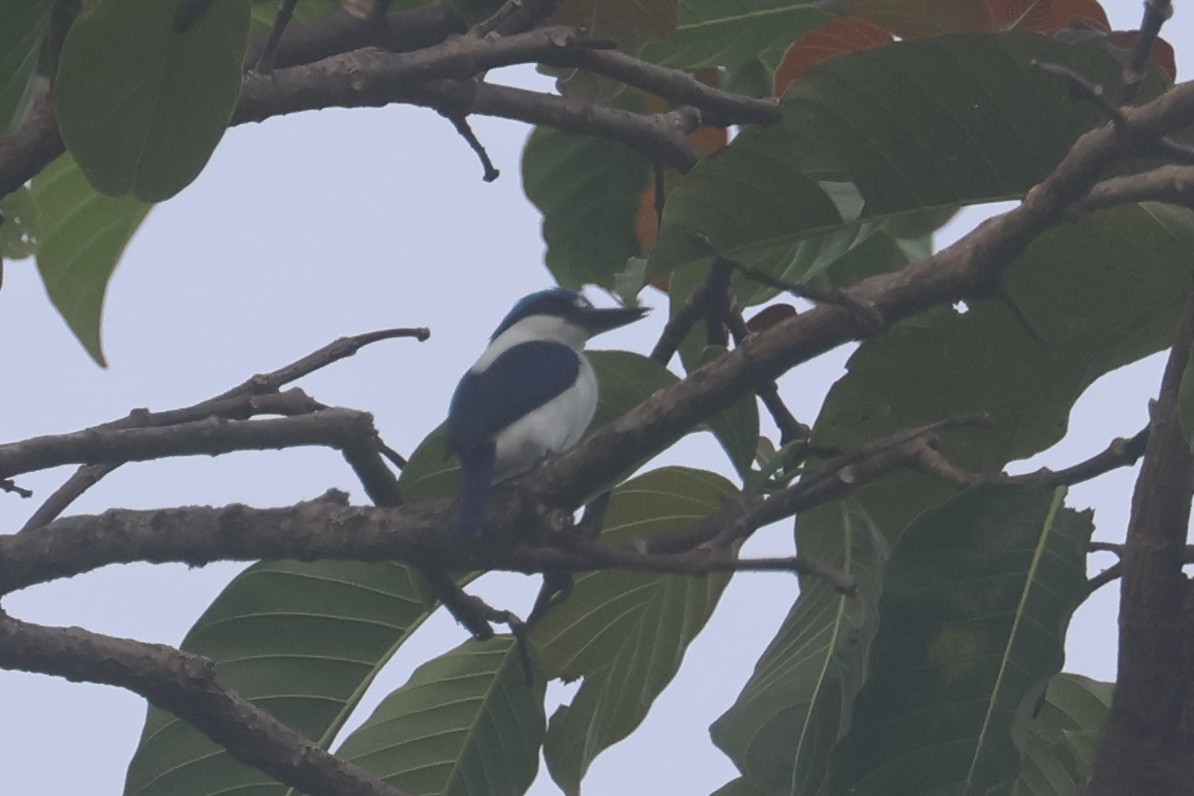 Weißrückenliest - ML643847077