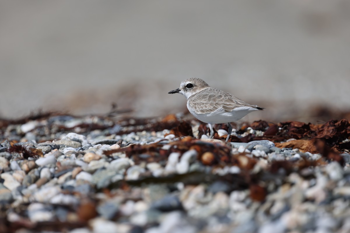 Snowy Plover - ML643847080