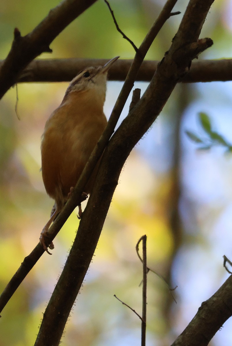 Carolina Wren - ML643847083