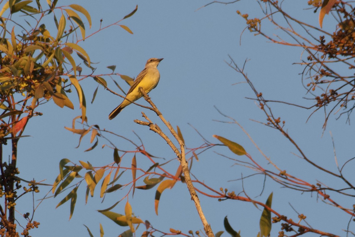 Western Kingbird - ML643847085