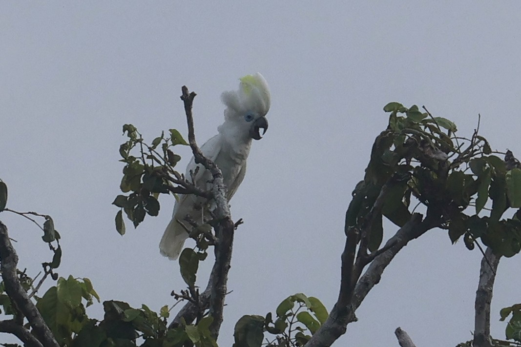 Blue-eyed Cockatoo - ML643847098